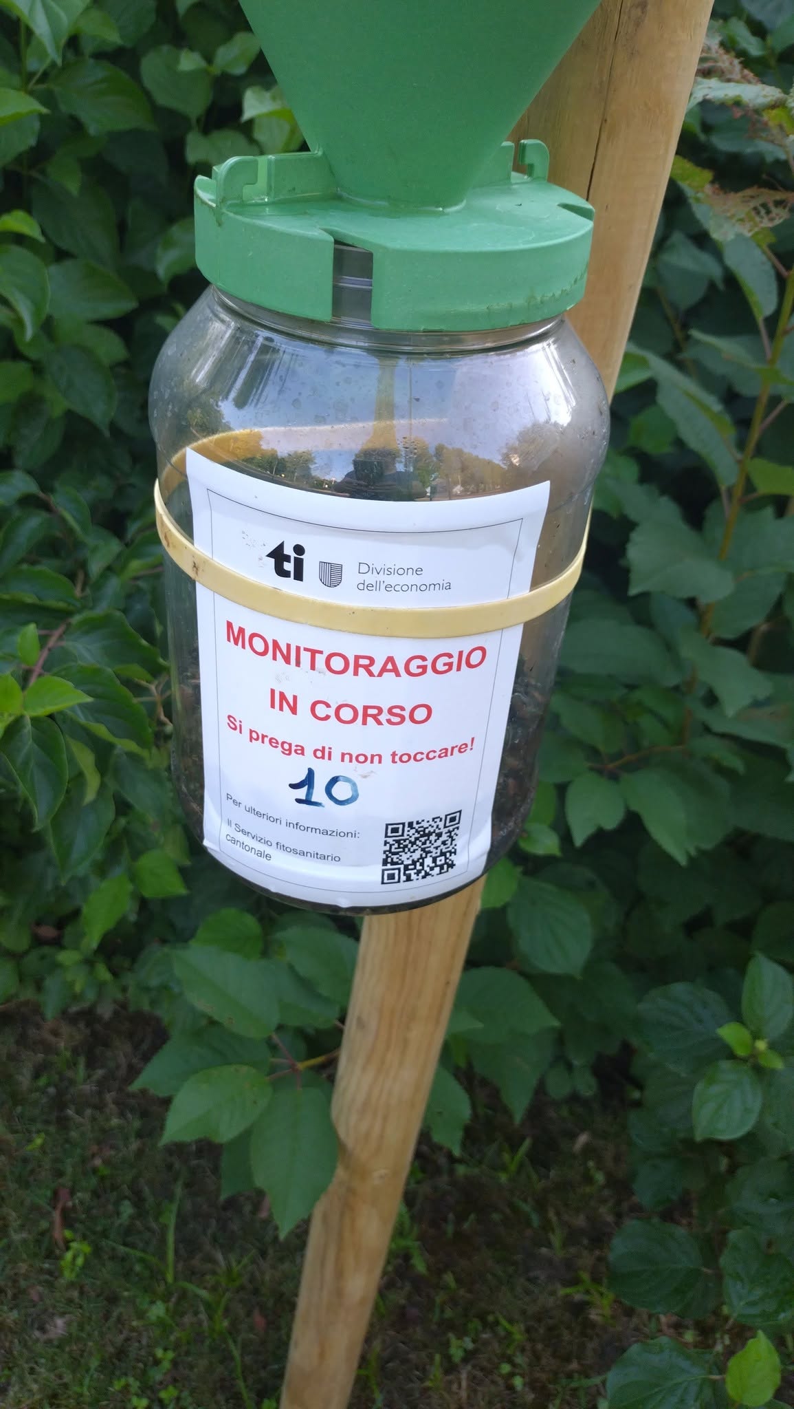 Trappola di monitoraggio del coleottero giapponese del Servizio fitosanitario cantonale in un giardino in Ticino
