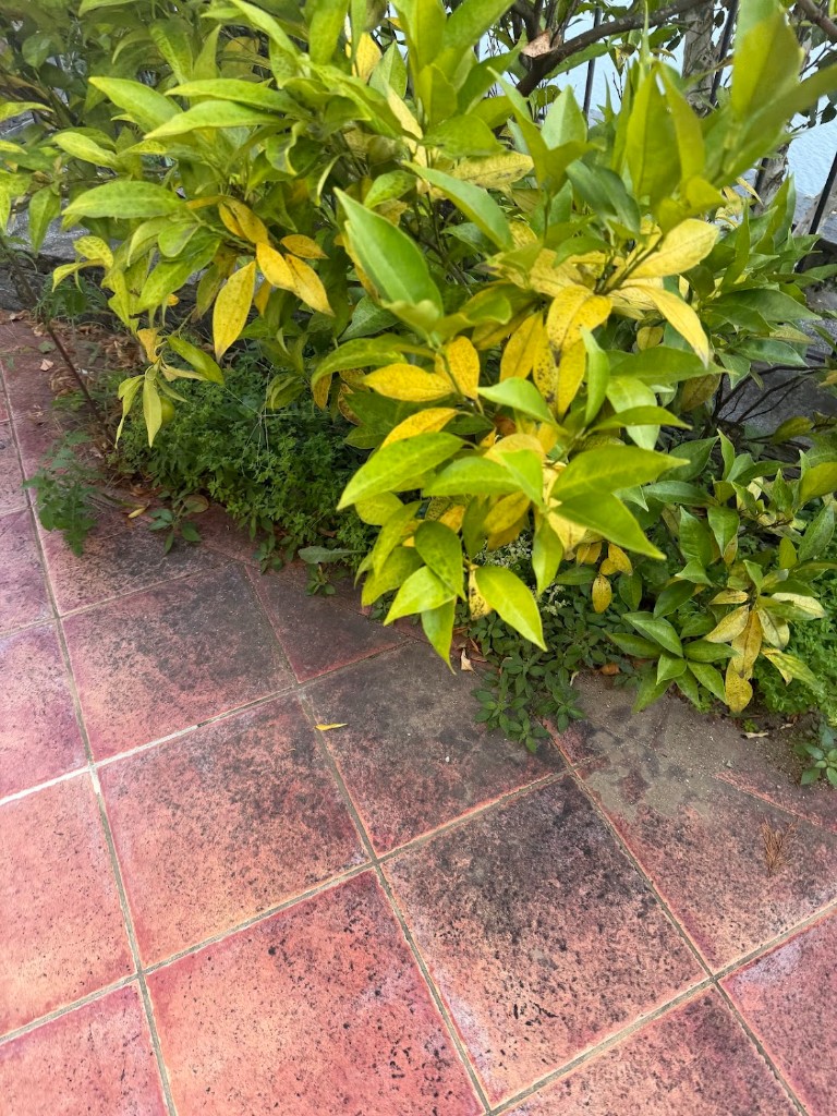 Pflanze mit vergilbten und fleckigen Blättern als Anzeichen von Krankheit oder Mangel im Garten neben Aussenbelag