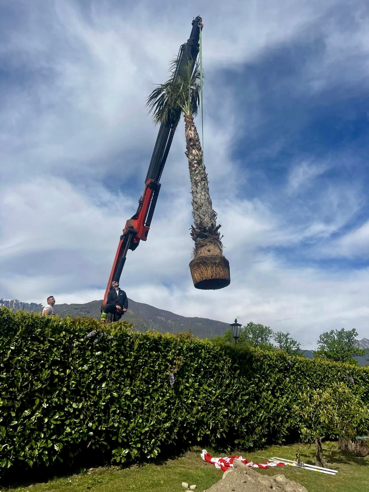Trapianto di alberi pesanti e ad alto fusto — Trapianto alberi, opera Nikola Giardini e Figli in Ticino