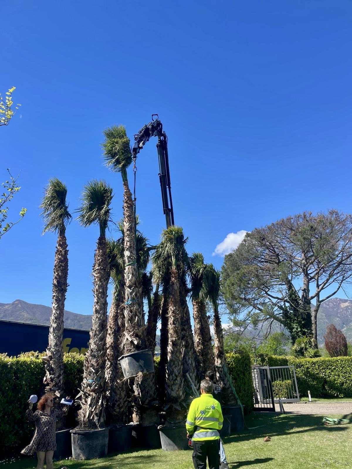 Trapianto di alberi pesanti e ad alto fusto — Trapianto alberi, opera Nikola Giardini e Figli in Ticino