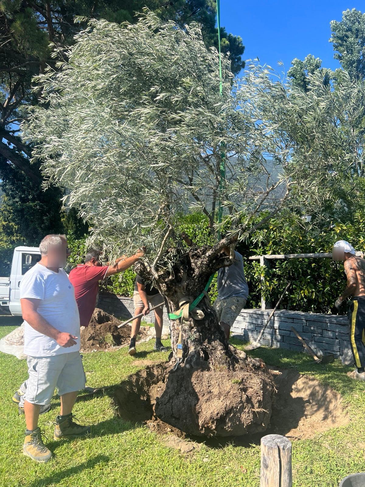 Trapianto ulivo secolare — Trapianto alberi, opera Nikola Giardini e Figli in Ticino